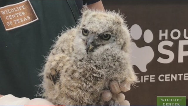 Helping an influx of wildlife amid the COVID-19 pandemic