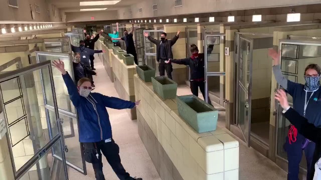 Empty animal kennels at animal shelter a welcome sight amid COVID-19 pandemic