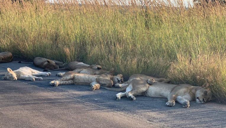 Lions-KNP-1