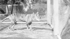 Newly released footage gives last-known glimpse of extinct Tasmanian tiger