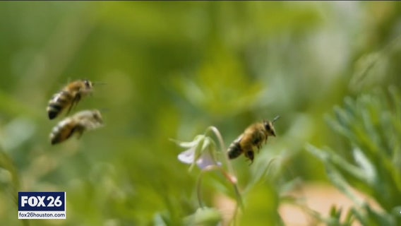 Houston-area beekeepers worry about murder hornets