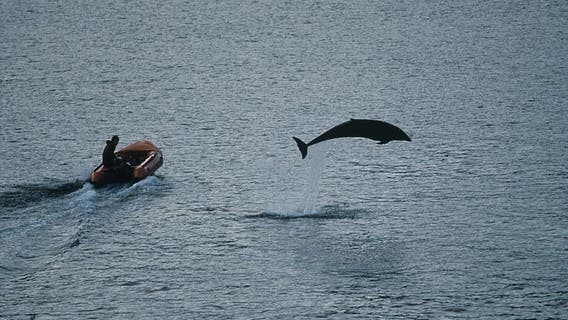 Oldest solitary dolphin happy for human contact amid COVID-19 pandemic