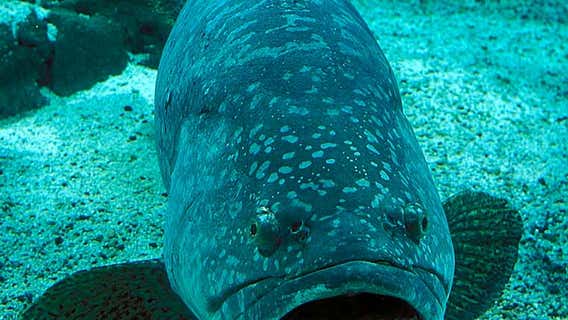 Sea Center Texas, Texas Freshwater Fisheries Center to partially re-open May 27