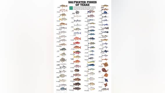 Saltwater weekly fishing report, week of May 20, 2020