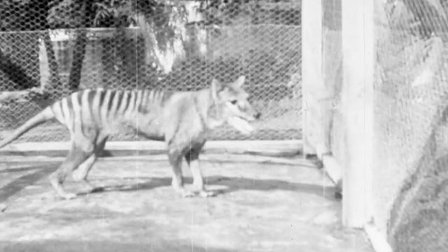 Newly released footage gives last-known glimpse of extinct Tasmanian tiger
