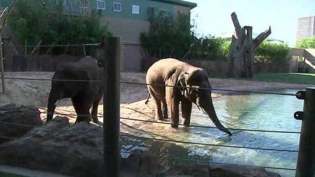 Houston Zoo reopens June 3 with online reservations