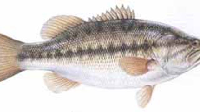 Freshwater fishing weekly report for week of May 20, 2020