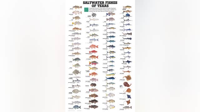 Saltwater weekly fishing report, week of May 20, 2020