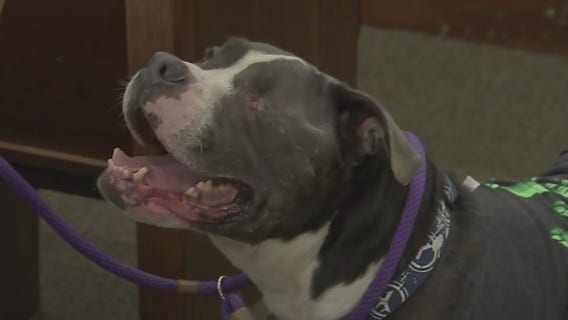 Fort Bend County man charged with shooting dog in the face