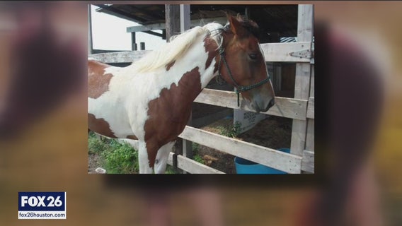 Three horses mutilated in a little more than a month in Pearland, west Harris County area
