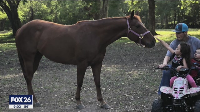 Pearland police say stabbing death of horse worst animal cruelty case they've ever seen