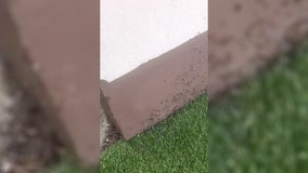 Woman dodges swarm of flying ants at her home in UK