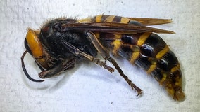 Washington state traps first 'invasive' Asian giant hornet