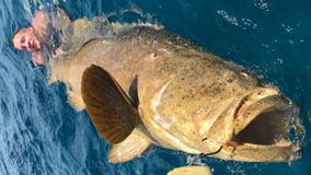 Massive fish pulls 2 Florida anglers off boat and into the water during struggle to reel it in