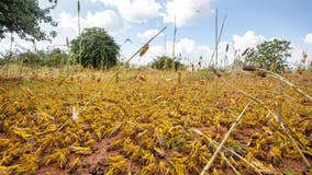 In Kenya  young yellow locusts cover the ground and tree trunks like a twitching carpet