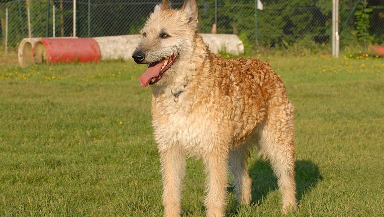Dog, Belgian Laekenois