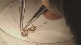 Genetically-modified mosquitoes approved for release by EPA in Harris County