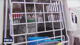 Making a disaster plan for your pets ahead of storms