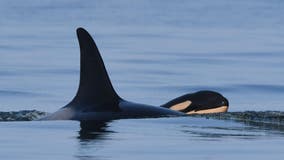 Orca who carried dead calf for 17 days in 'tour of grief' gives birth again