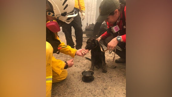 Puppy rescued from charred remains of home in California as wildfires burn through West Coast