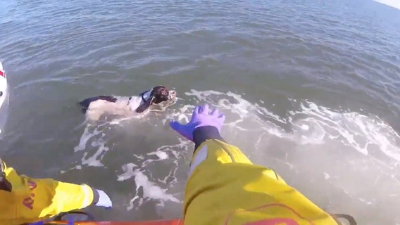 Lifeboat crew saves dog who swam out to sea to ‘chase seagulls’