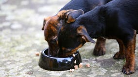 Dog food recall over high levels of mold byproduct expands, FDA says