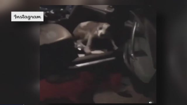 Police investigating viral video of Houston woman kicking, beating whimpering dog