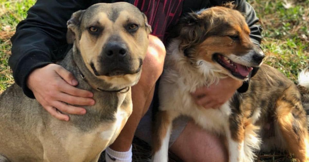 Potential Houston heat warning: How to keep pets safe and cool