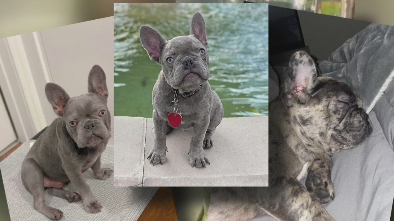 The many faces of Tucker. 💗 . . . #frenchbulldog #frenchie