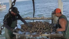 Texas oyster industry starts its season slowed by the COVID-19 pandemic