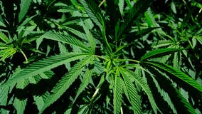 Across party lines, Americans embrace marijuana legalization in 2020 election