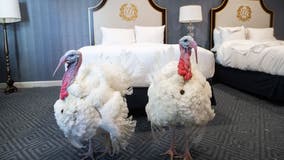 PHOTOS: Presidential turkeys arrive in DC ahead of annual pardon