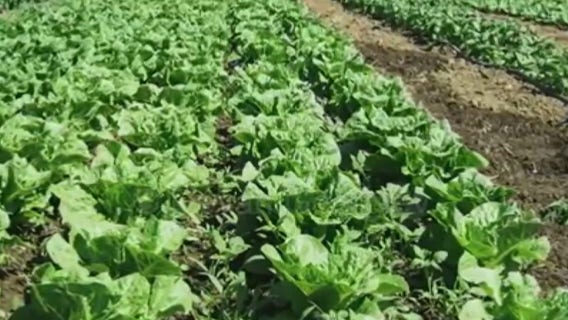 Houston's Hope Farms offers unique gift ideas this Black Friday