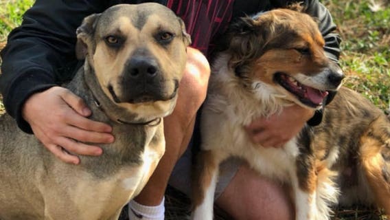 Potential Houston heat warning: How to keep pets safe and cool