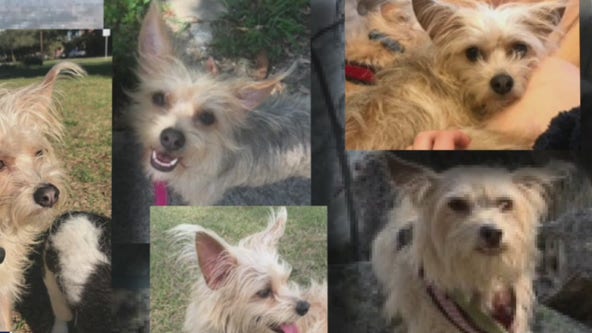 Couple walking their three dogs get hit by car, one of their pets hasn't been seen since