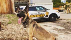 Illinois K-9 officer killed in the line of duty by intoxicated driver