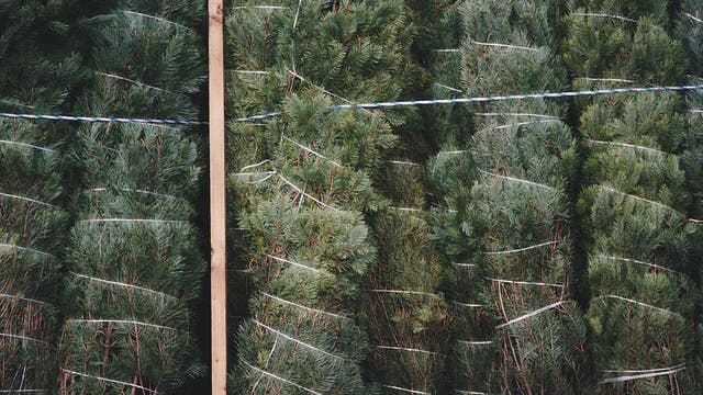 Donate your old Christmas tree to help rebuild dunes in Brazoria County