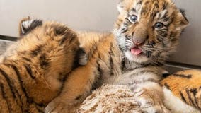 Cleveland zoo welcomes first birth of endangered tigers in 20 years