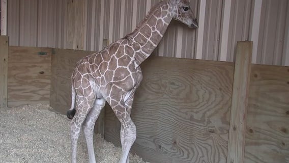 Club Westside welcomes baby girl giraffe