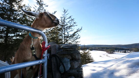 Dog and goat serving as mayor raise money for a playground