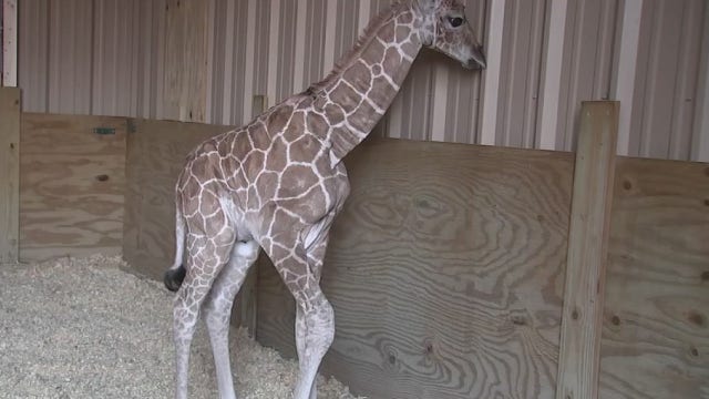 Club Westside welcomes baby girl giraffe