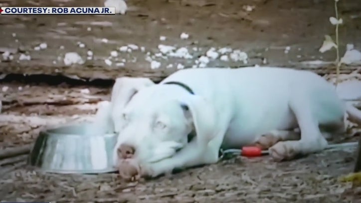 Proposed law aimed at bad pet owners who keep dogs inhumanely chained - Vimarsana News