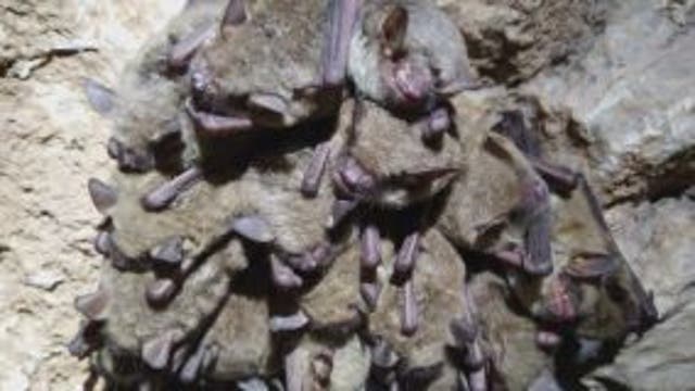 TPWD tracking effect of white-nose syndrome on Central Texas bats