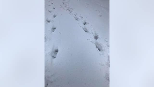 Follow the footprints: Snow helps Pierce County deputies nab not-so-smart burglar