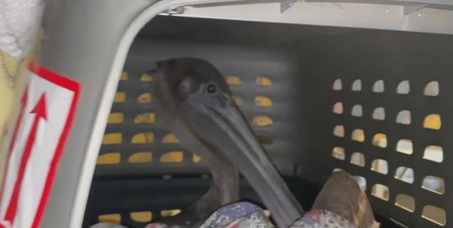 Saltwater pelican stranded in The Woodlands during winter storm