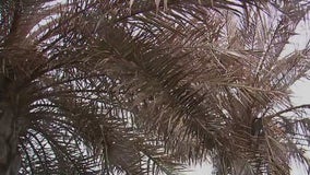 Texans grapple with what to do with frost damaged palms, plants