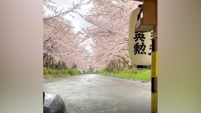 Japan's cherry blossoms bloom early, climate change likely cause, scientists say