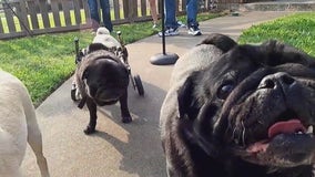 Local Pug rescue group saves 130 pugs from China meat market for forever homes in Houston
