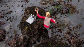 Satellite images show kelp forest off California coast almost gone