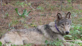 Wolf tracked near Yosemite for 1st time in 100 years